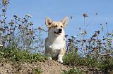 CORGI PEMBROKE 337